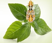 DMMAM Yavatmal