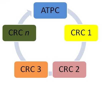 Amity University- Placement Structure