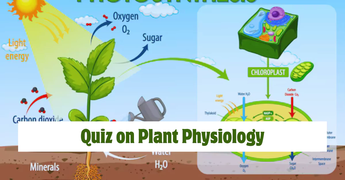 NEET Biology Question Set 4: Plant Physiology for Exam
