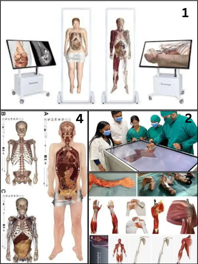 3D Anatomy & Digital Dissection Tools