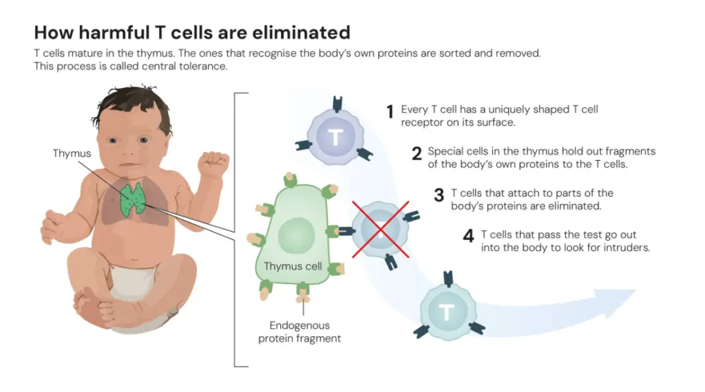 Harmful T Cell Eliminated