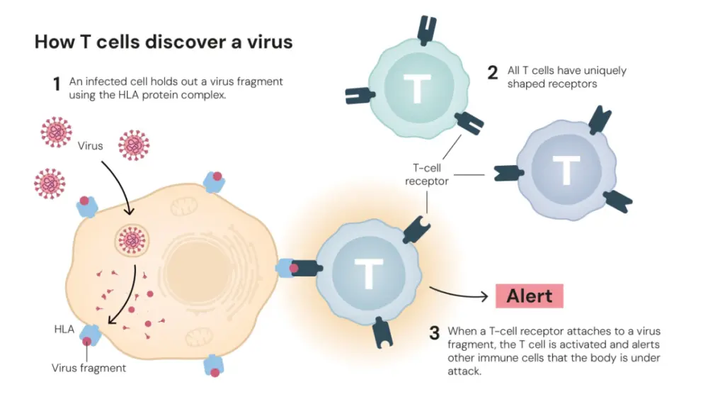How T Cell Discover Virus