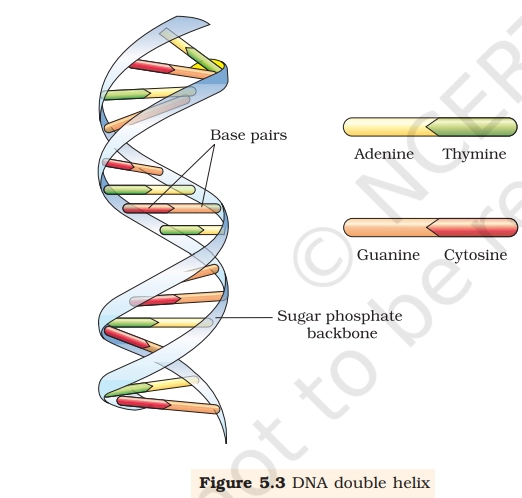 DNA DOUBLE HELIX STRUCTURE
