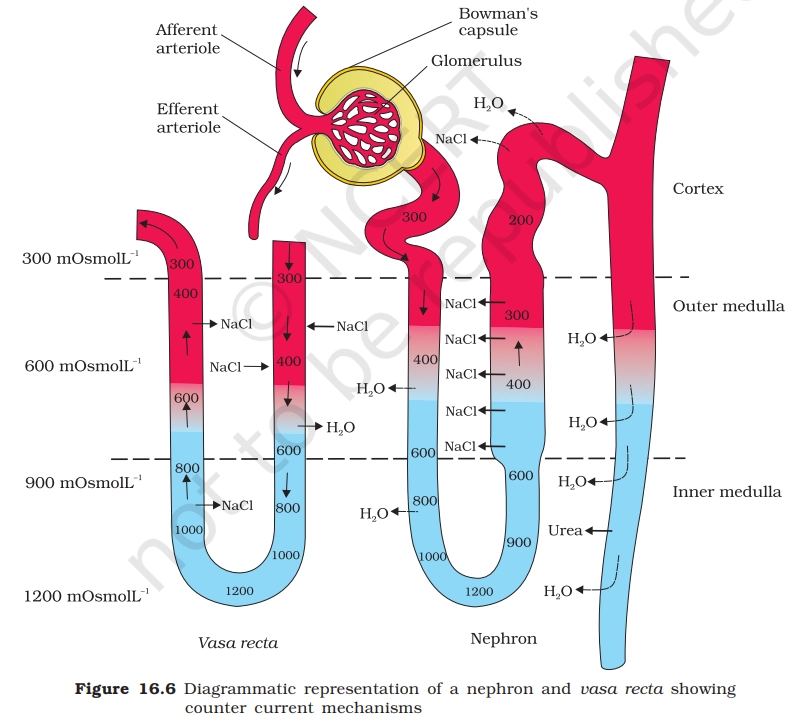 Structure of nephron