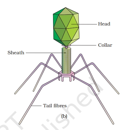 bacteriophage