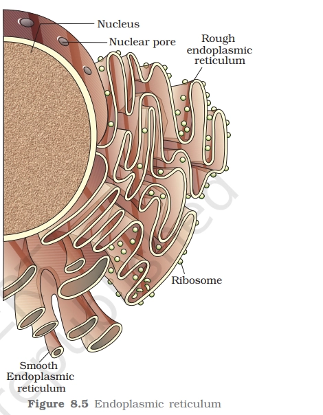Diagram of Endoplasmic reticulum