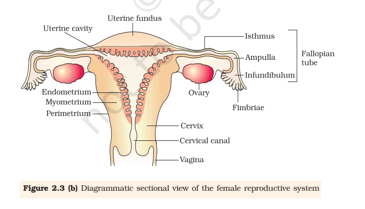 Female Reproductive System