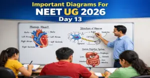 Important Diagrams For NEET UG 2026 Day 13