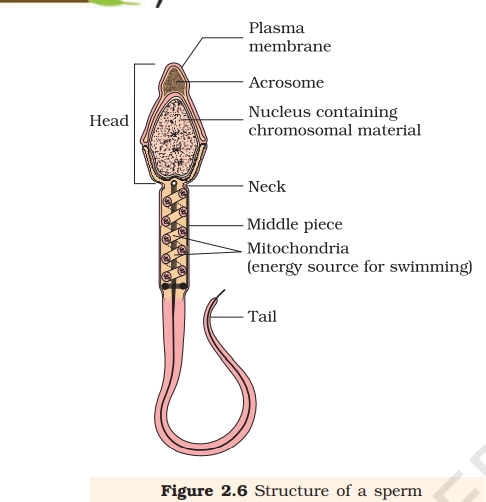Structure of a sperm 3