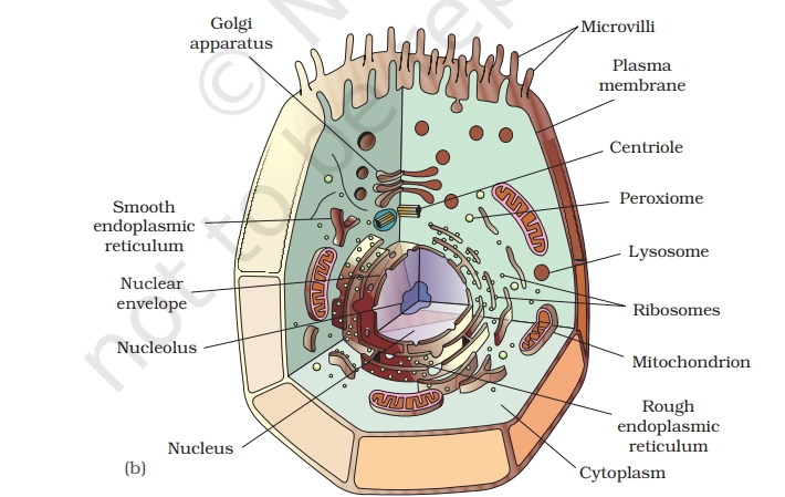 Structure of animal cell