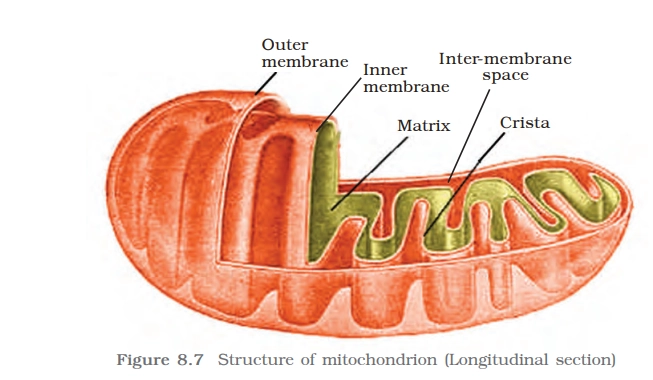Structure of mitochondria
