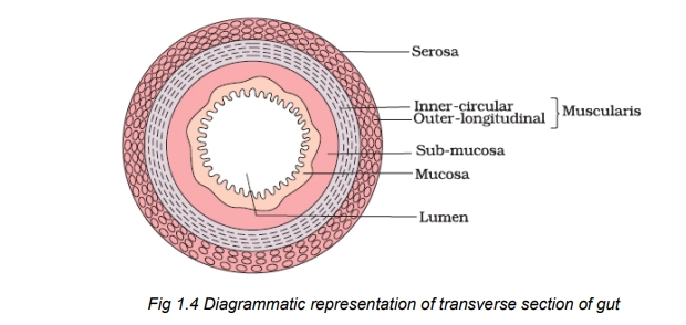 TS Section of Gut