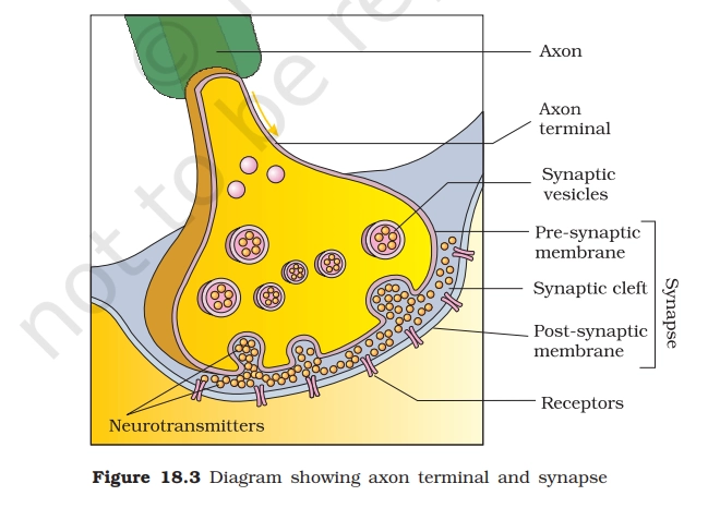 axon structure