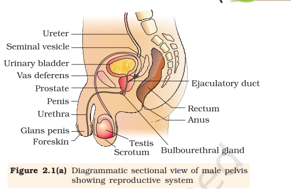 male reproductive system