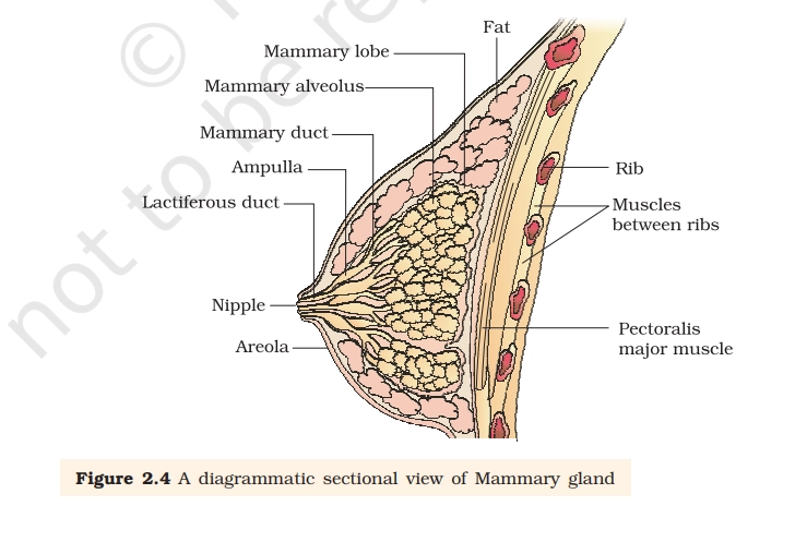 mammary gland diagram
