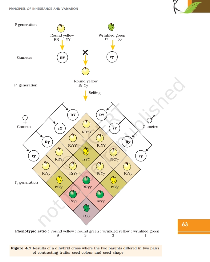 mendels dihybrid cross