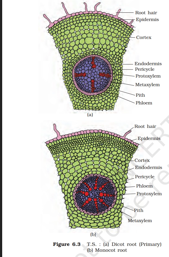 monocot dicot seeds diagram 1