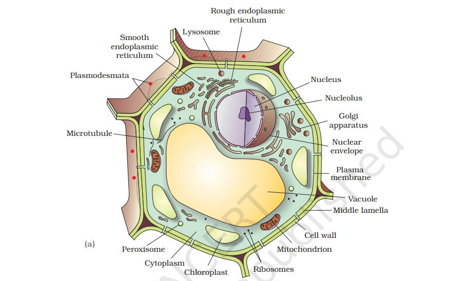 plant cell structure