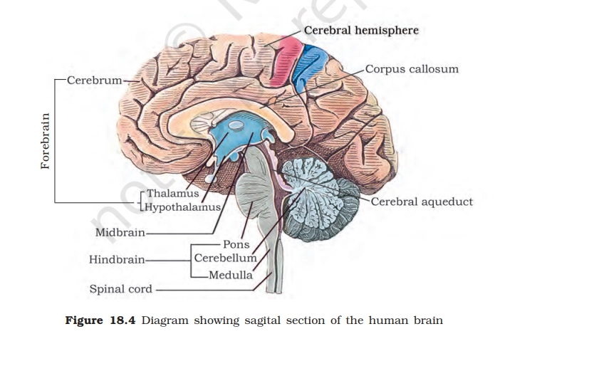 sagittal section of human brain