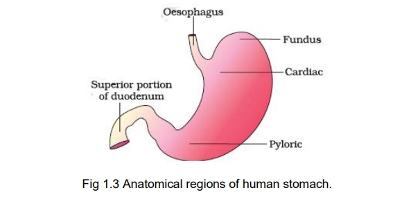 stomach diagram NEET
