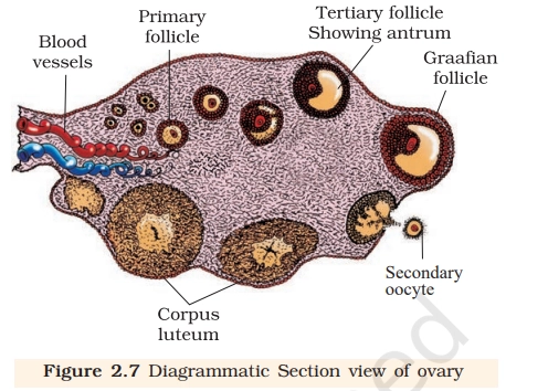 structure of ovary