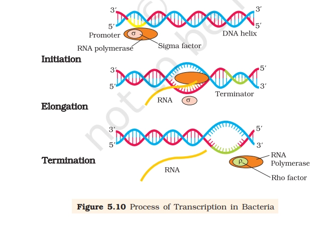 transcription of bacteria