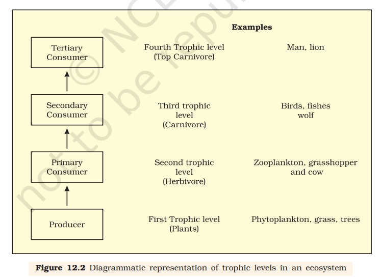 trophic level diagram