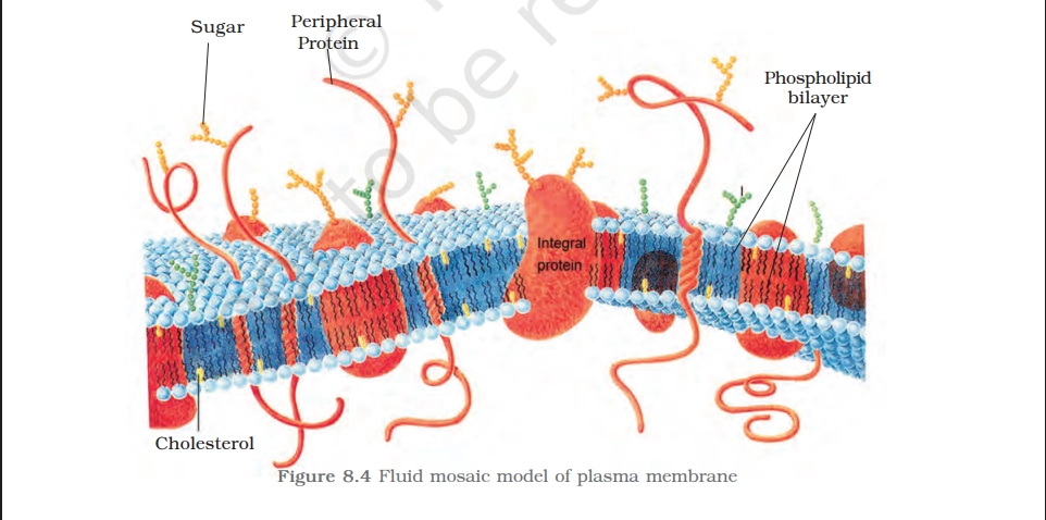 fluid mosaic model