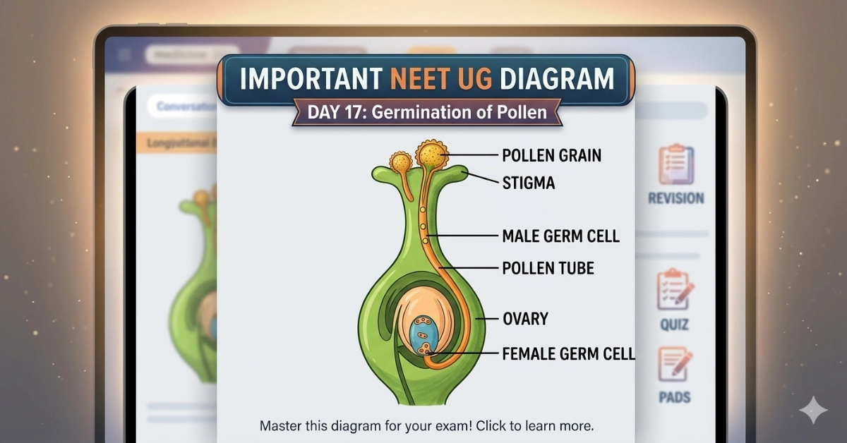 Important NEET UG Diagram Day 17