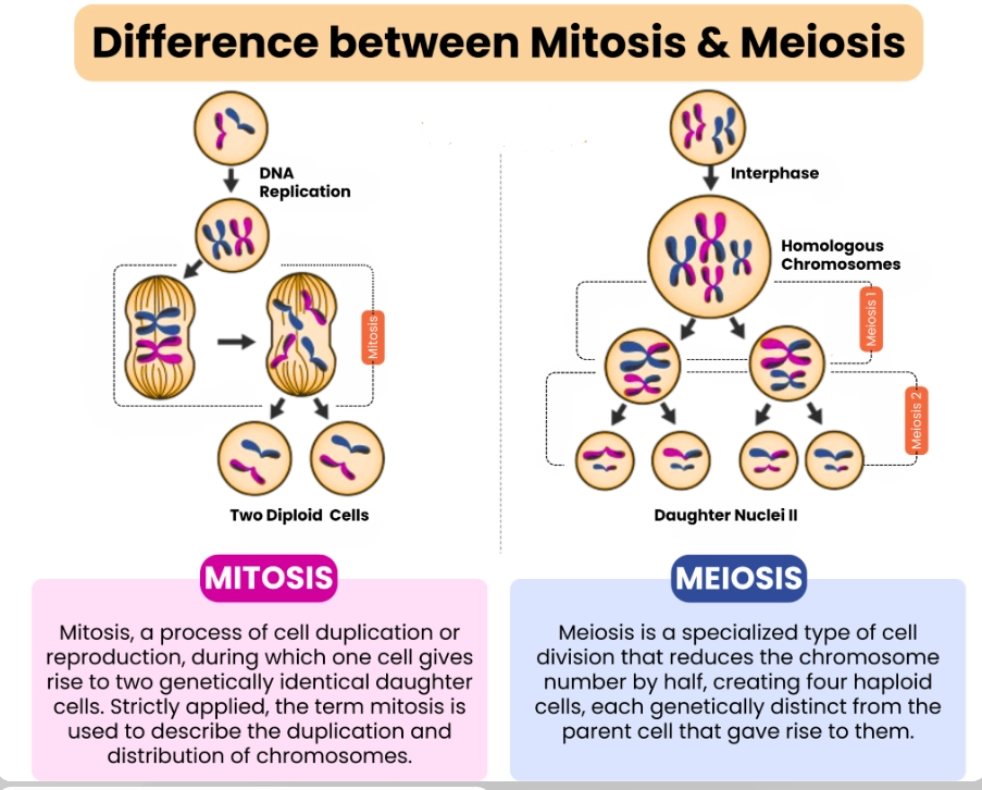 diff between mitosis meiosis